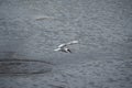 Common stern in the flight over the water after fishing with the circle on water behind