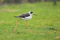 Common stilt