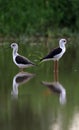 Common stilt