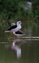 Common stilt