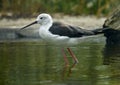 Common stilt Himantopus himantopus