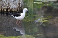 Common Stilt, Himantopus himantopus