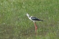 Common stilt