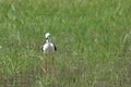 Common stilt