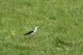 Common stilt