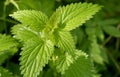 Common stinging nettle growing in the forest