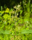 Common or Stinging Nettle, Urtica dioica, flowers on stem macro, selective focus, shallow DOF Royalty Free Stock Photo