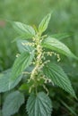 Common or Stinging Nettle, Urtica dioica, small plant macro, selective focus Royalty Free Stock Photo