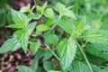 Common or Stinging Nettle, Urtica dioica, small plant macro, selective focus Royalty Free Stock Photo