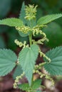 Common or Stinging Nettle, Urtica dioica, small plant macro, selective focus Royalty Free Stock Photo