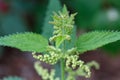 Common or Stinging Nettle, Urtica dioica, small plant macro, selective focus Royalty Free Stock Photo