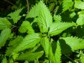 Common or Stinging Nettle, Urtica dioica, small plant macro, selective focus, shallow DOF Royalty Free Stock Photo