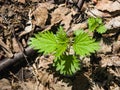 Common or Stinging Nettle, Urtica dioica, small plant macro, selective focus, shallow DOF Royalty Free Stock Photo