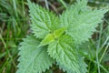Common or Stinging Nettle, Urtica dioica, small plant macro, selective focus, shallow DOF. Royalty Free Stock Photo