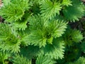 Common or Stinging Nettle, Urtica dioica, small plants macro, selective focus, shallow DOF Royalty Free Stock Photo