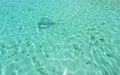 Common stingray in Maldivian sea Royalty Free Stock Photo