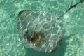 Common stingray swimming through a tropical beach Royalty Free Stock Photo