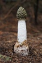 Common stinkhorn Royalty Free Stock Photo