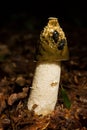 Common stinkhorn Royalty Free Stock Photo