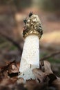 Common stinkhorn Royalty Free Stock Photo