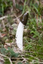 Common stinkhorn Royalty Free Stock Photo