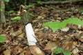 Common stinkhorn