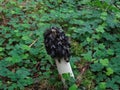 Common Stinkhorn mushroom Phallus impudicus Royalty Free Stock Photo