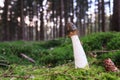 Common stinkhorn mushroom Royalty Free Stock Photo