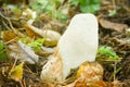 Common stinkhorn in outumn forest. Royalty Free Stock Photo