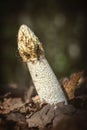 Common stinkhorn ( Phallus impudicus) Royalty Free Stock Photo