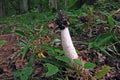 Common stinkhorn Phallus impudicus with flies Royalty Free Stock Photo