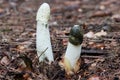 Common stinkhorn - Phallus impudicus