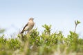 Common Stonechat