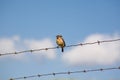 Common stonechat bird Royalty Free Stock Photo