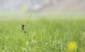 Common Stonechat Bird