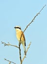 Common Stonechat bird Royalty Free Stock Photo