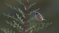 Common Stonechat, Crete