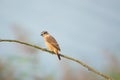 Common Stonechat Royalty Free Stock Photo