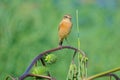 Common Stonechat Royalty Free Stock Photo