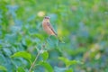 Common Stonechat Royalty Free Stock Photo