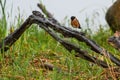 A Common Stonechat perched on wood on a rainy morning