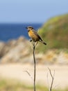 Common stonechat (Saxicola rubicola) perched on a branch with blurred background Royalty Free Stock Photo