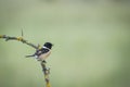 Common Stonechat Saxicola rubicola sitting on a branch Royalty Free Stock Photo