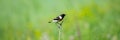 Common Stonechat or Saxicola torquata on branch in habitat Royalty Free Stock Photo