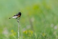 Common Stonechat or Saxicola torquata on branch in habitat Royalty Free Stock Photo