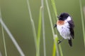 Common Stonechat