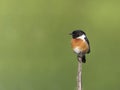 Common Stonechat Saxicola torquata sitting on a stick. Royalty Free Stock Photo