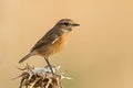 Common Stonechat Royalty Free Stock Photo