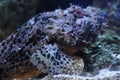 Common stonefish