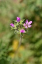 Common storksbill Royalty Free Stock Photo